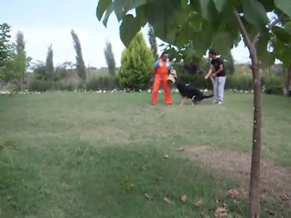 Ali Baba Kennels Eğitim 1
