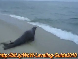 Sea lion steals fish