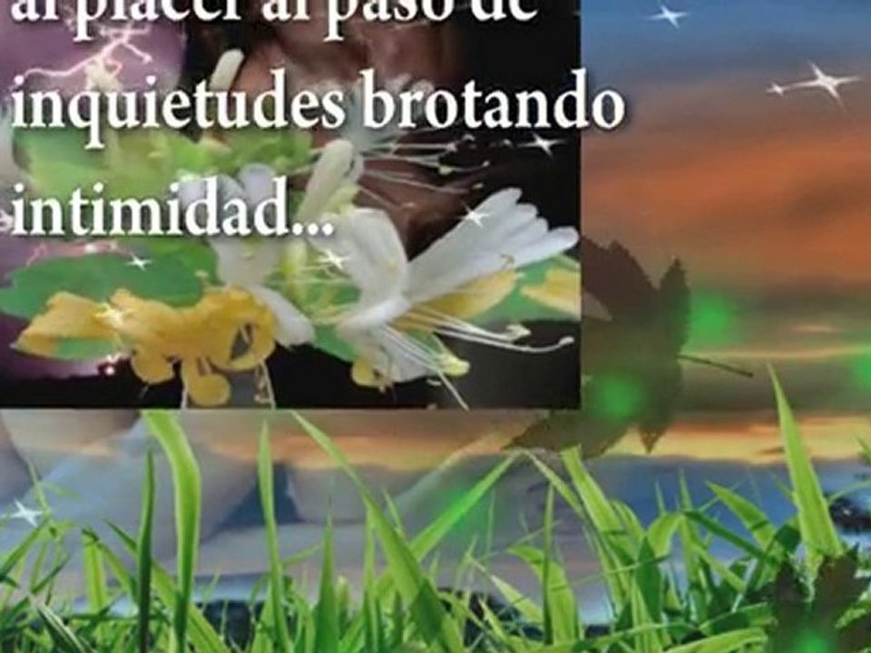 Amor de Gaviota...