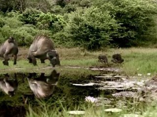 Marche avec les animaux - Lointains ancetres p1