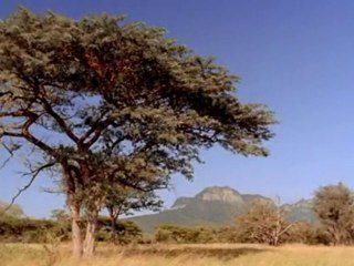 Marche avec les animaux - Lointains ancetres p2