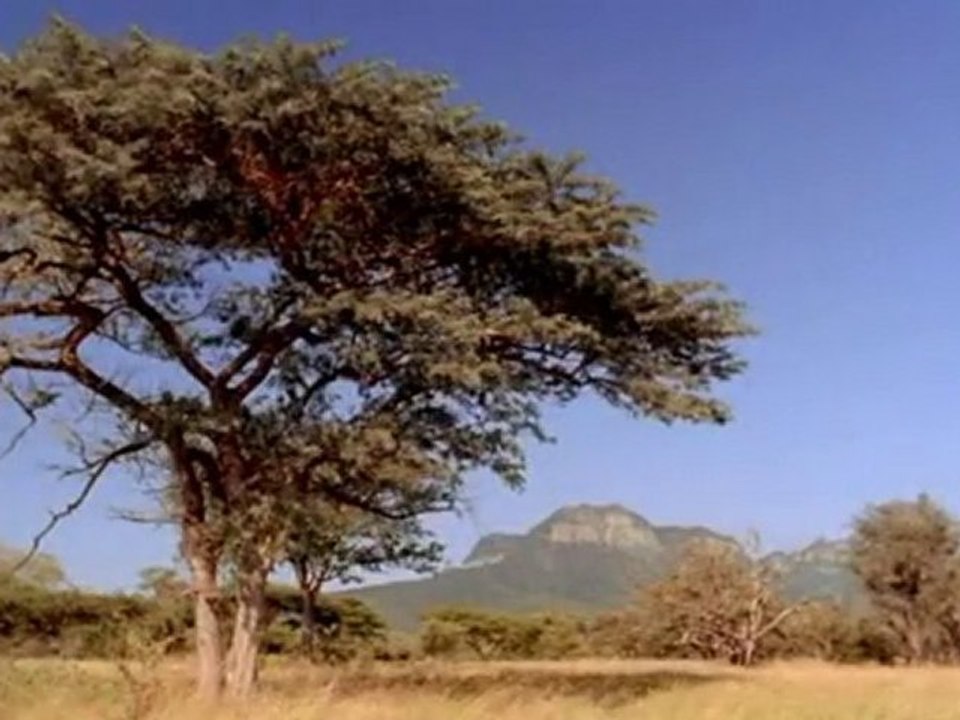 Marche avec les animaux - Lointains ancetres p2