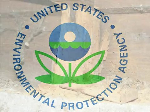 Bellingham Home Inspector (King of the House) Anobiid Beetle