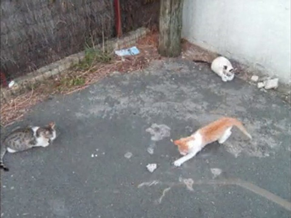 Tichouette, Potiron, Capucino et le petit chat gris