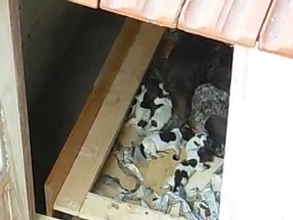 Şans 22.08.2010 Doğum & Yavrular - 1