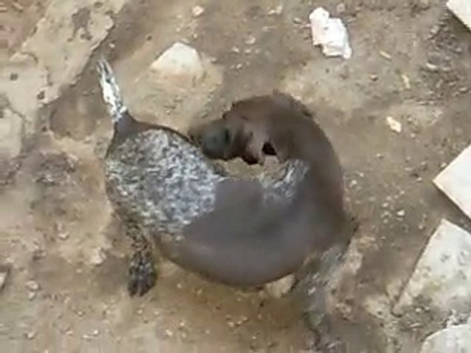 Şans 22.08.2010 Doğum & Yavrular - 2