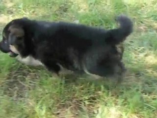 Cute German Shepherd pups playing in the garden