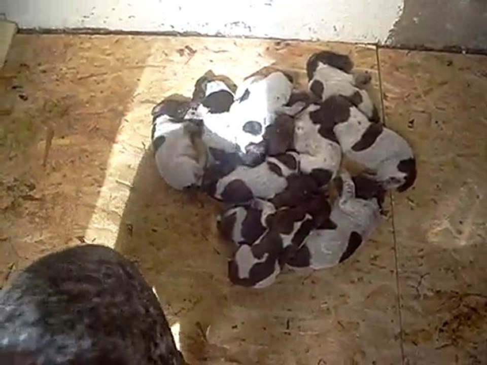 05.09.2010 Şans ve Yavrular - 1