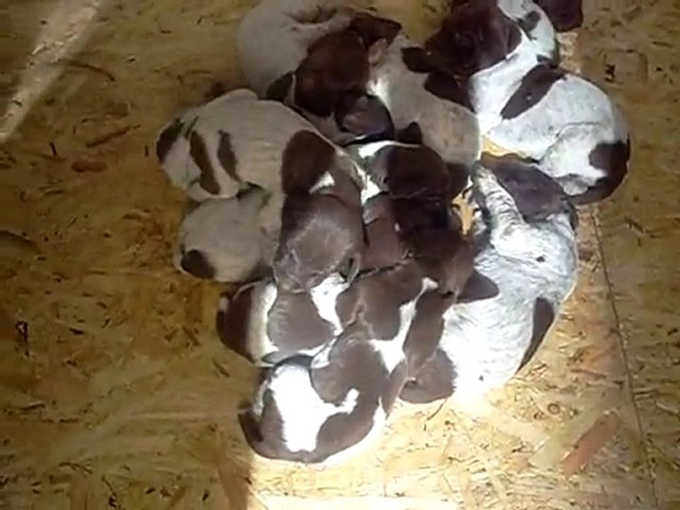 05.09.2010 Şans ve Yavrular - 2