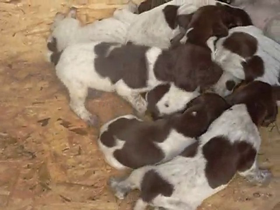 05.09.2010 Şans ve Yavrular - 3