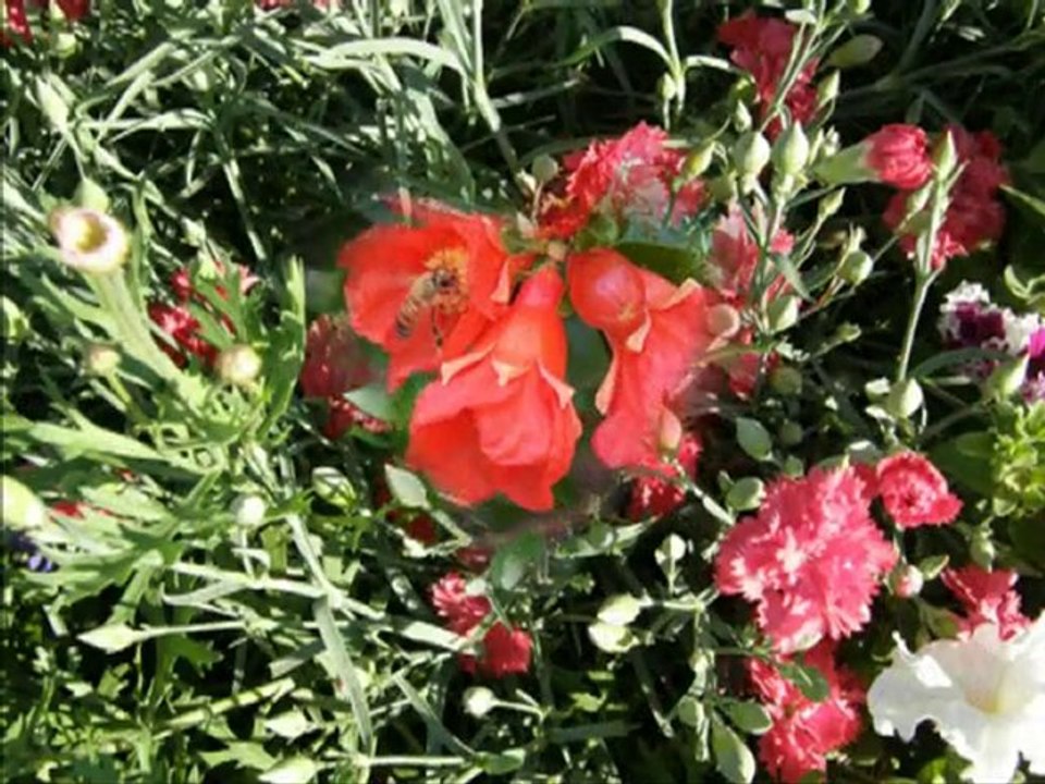 Müşerref Akay-Gece Kirpikli Kadın