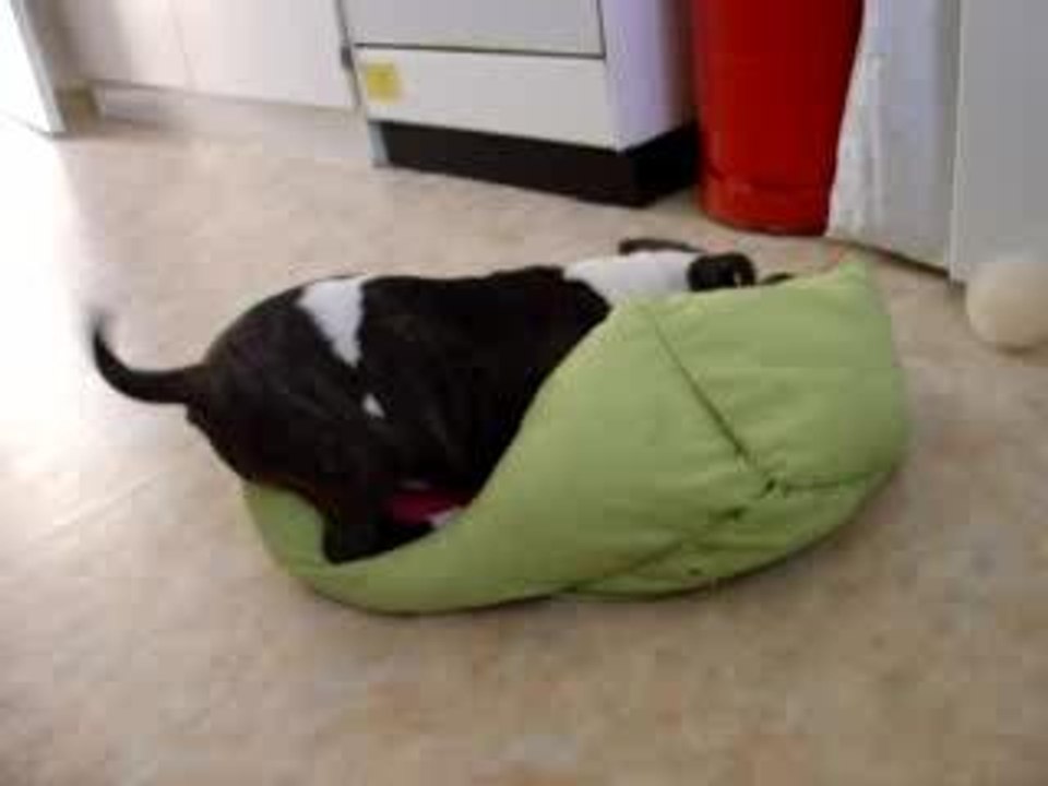 A la recherche du chat