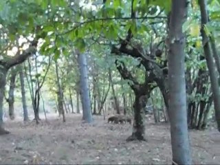 Sangliers,quelque part dans la montagne Ardèchoise