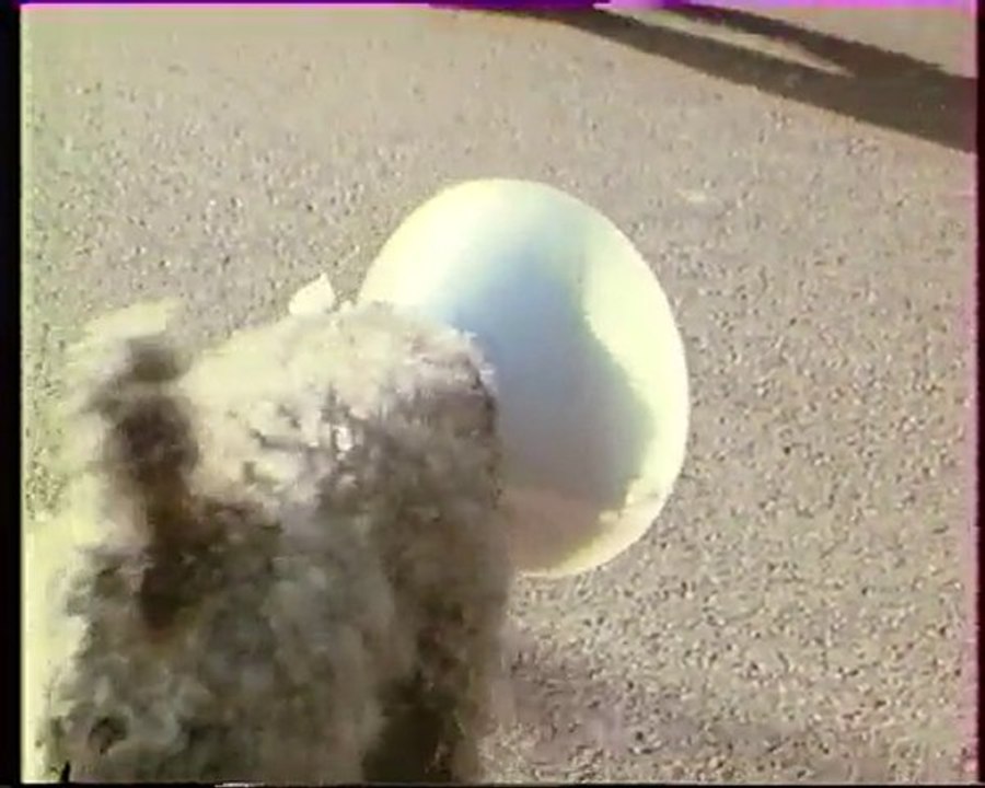 Les inventions de la vie 22 : Superpredator 1