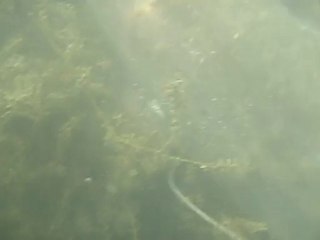 Remise à l'eau silure