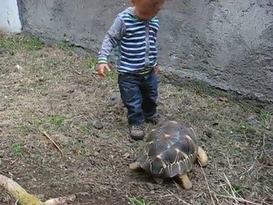 la tortue étoilée et Robin