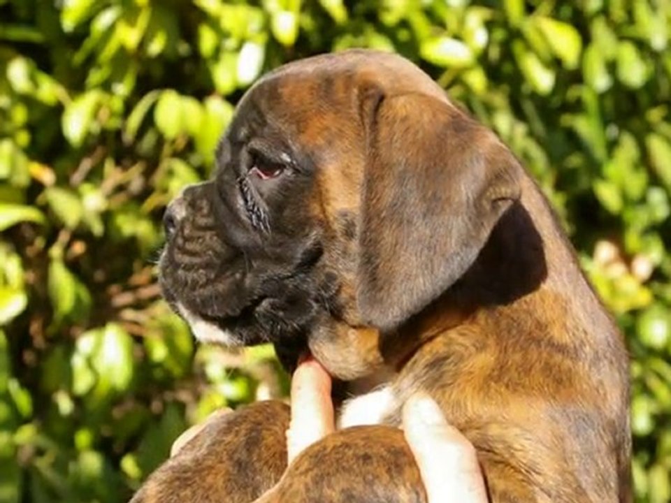 bb calypso 2mois
