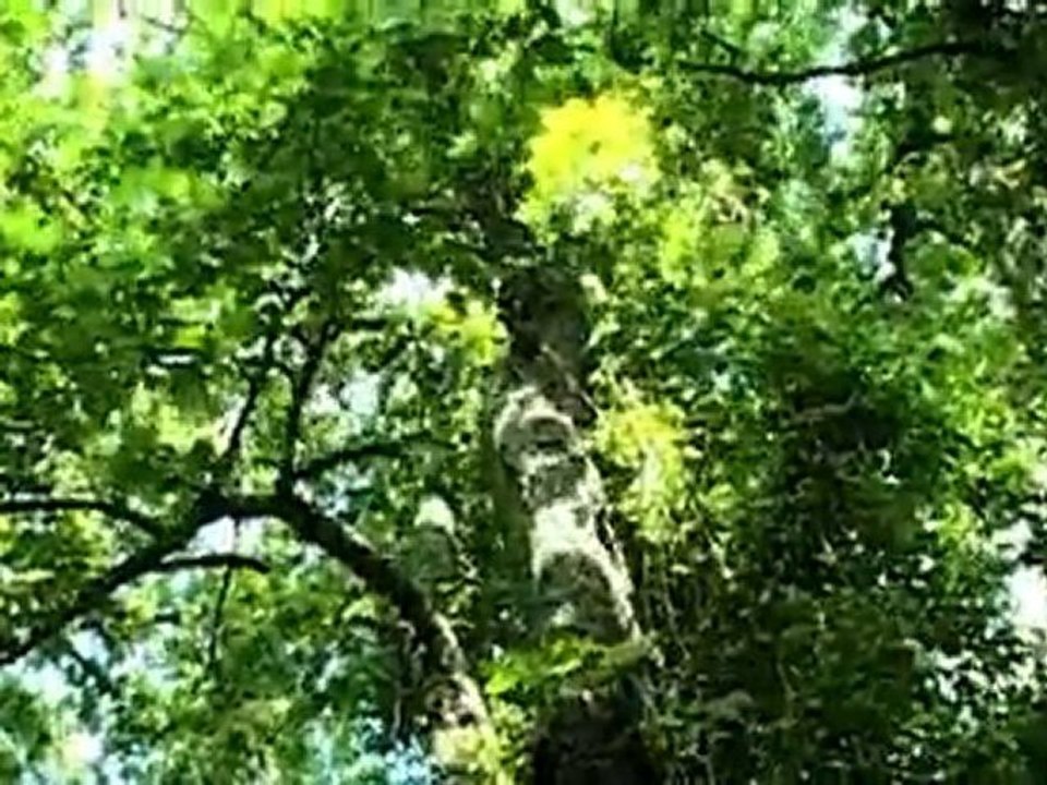 VIDEODE_01