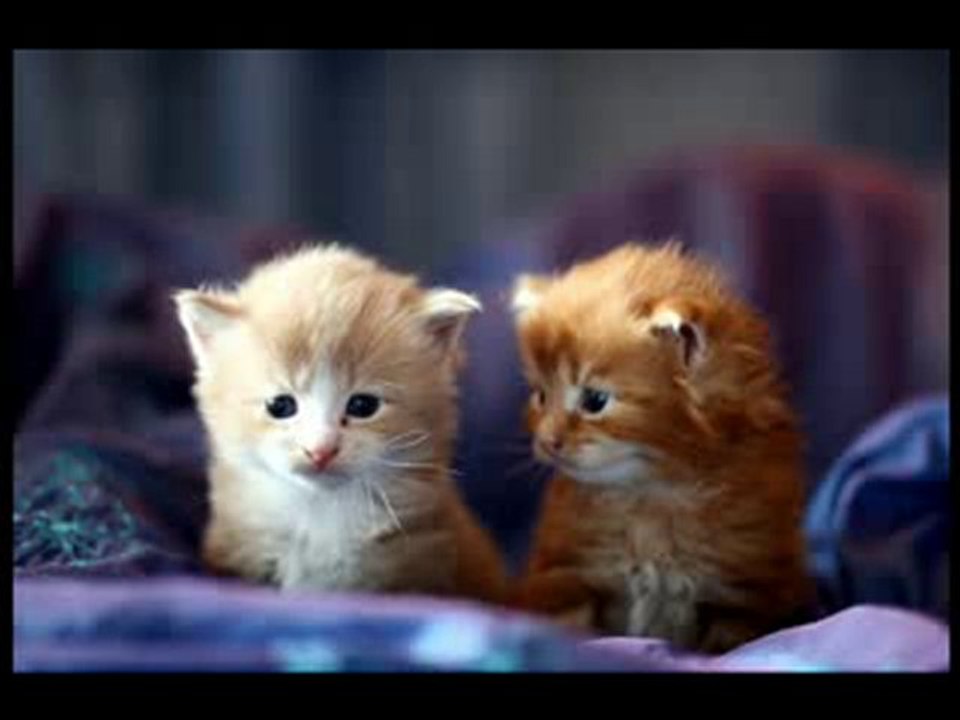 KEDİ ....CANDAN ERÇETİN !!!