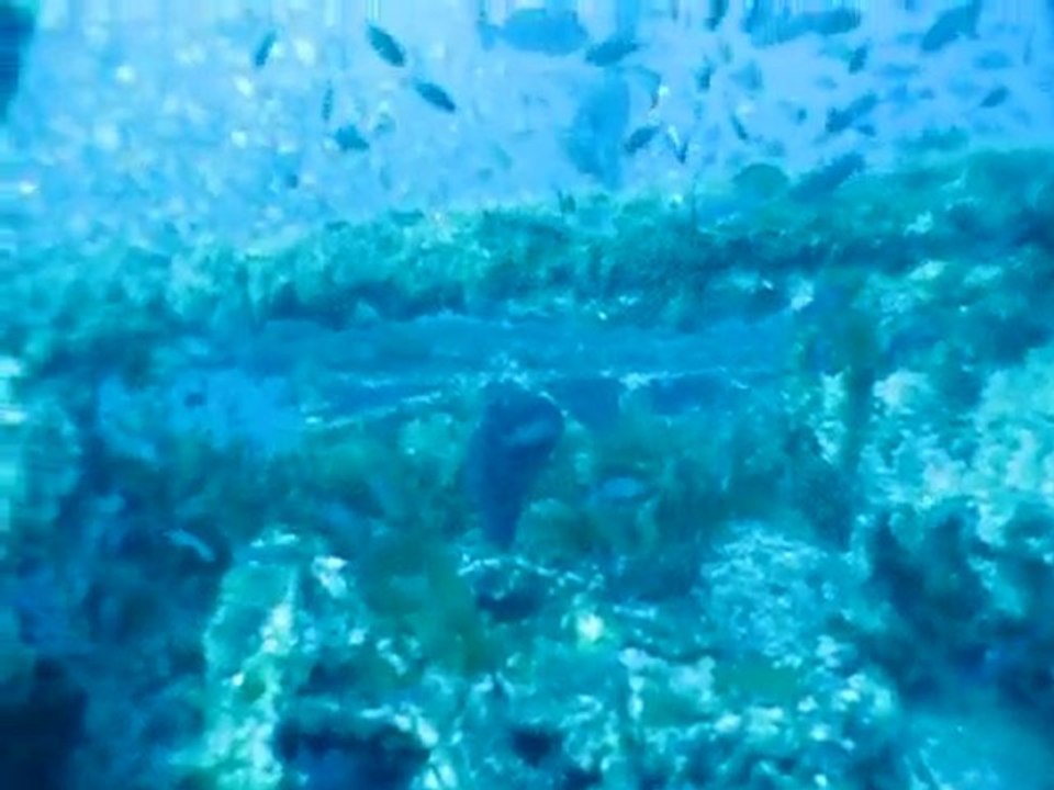 Plongée sur l'épave du Grec - Porquerolles - 05-09-10