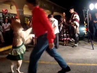 Un chien danse le Menrengue