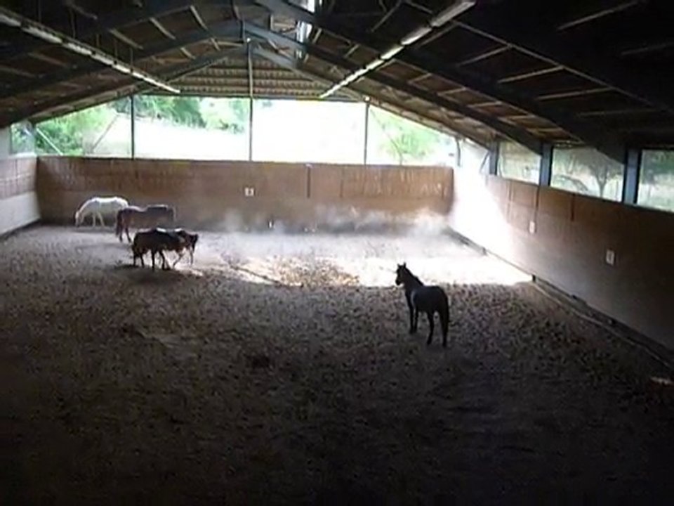 les poneys ...