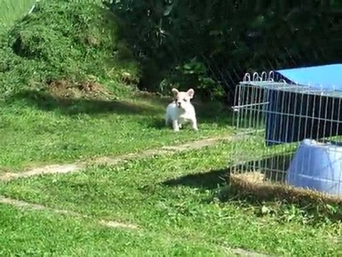 Les ptits dodus 7 semaines !! (les preludes de chopin)