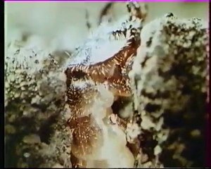 Les inventions de la vie 22 : Superpredator 2