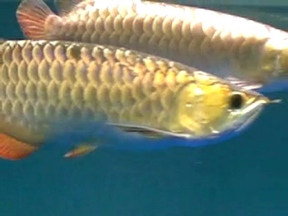 Golden XB Comm Tank