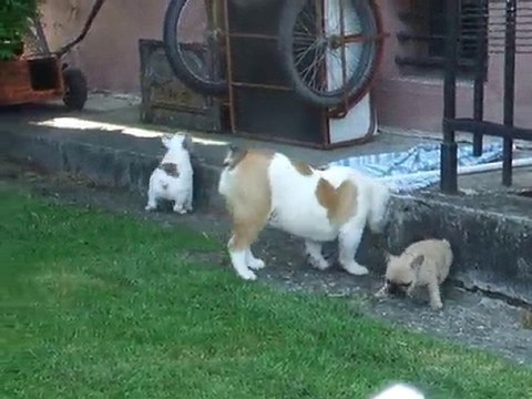 Les ptits dodus 7 semaines suite !! (les preludes de chopin)