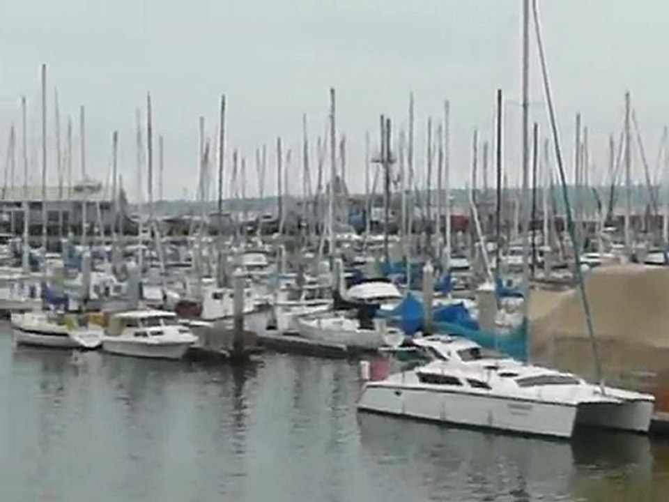 California Sea Lions in Monterey