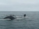 Monterey Whale Watching: Humback Whales dive