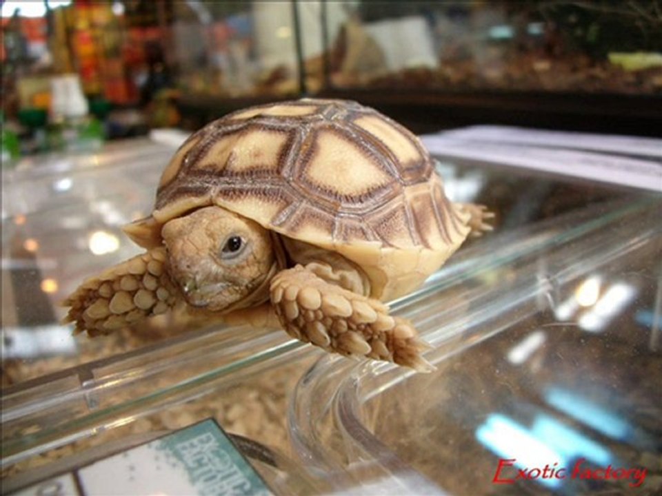 salon animaux palavas 2010