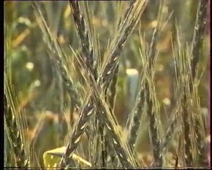 Les inventions de la vie 23 : Il y a longtemps que je sème 2