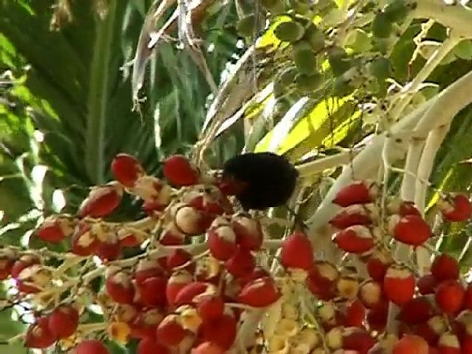 LES ANTILLES  PAYSAGES DE LA GUADELOUPE