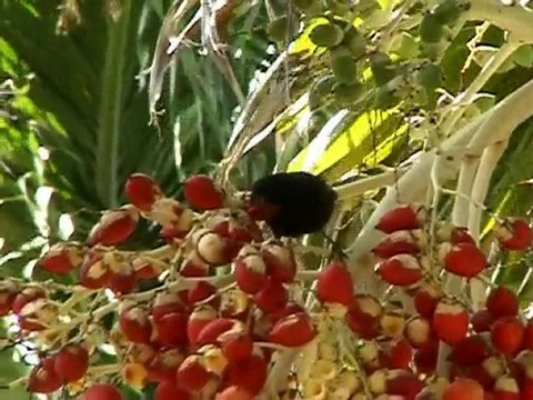 LES ANTILLES PAYSAGES DE LA GUADELOUPE