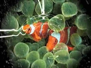 Relativity of Time and Velocity