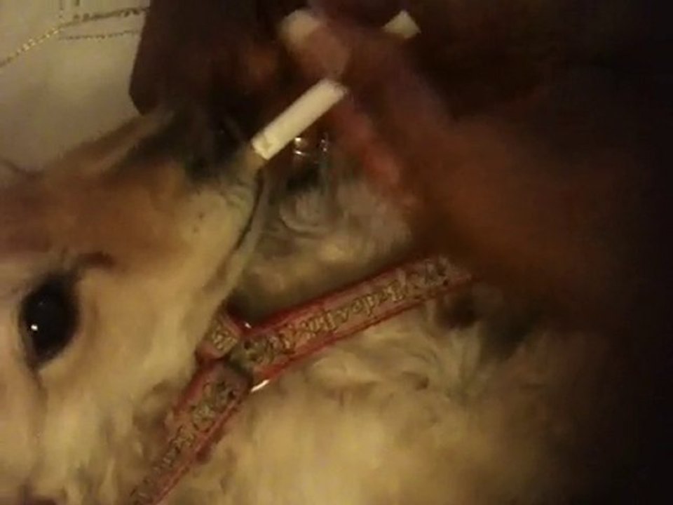 Vidéo fun chien avec igarette, fou de sa clope