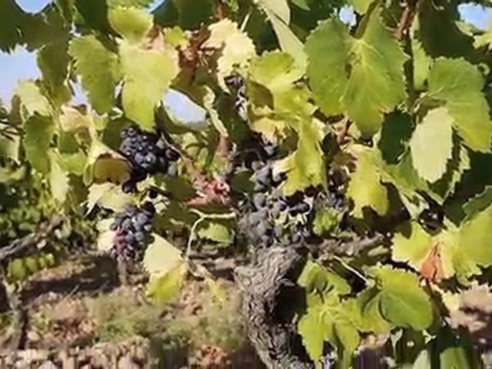Une petite ballade dans les vignes avant les vendanges