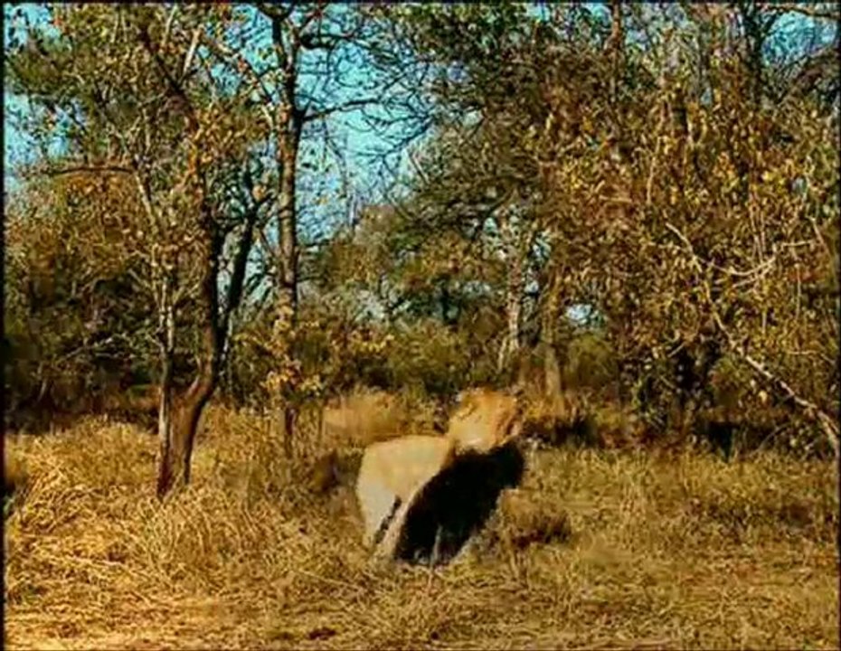 Marcher avec l'homme des cavernes part 3