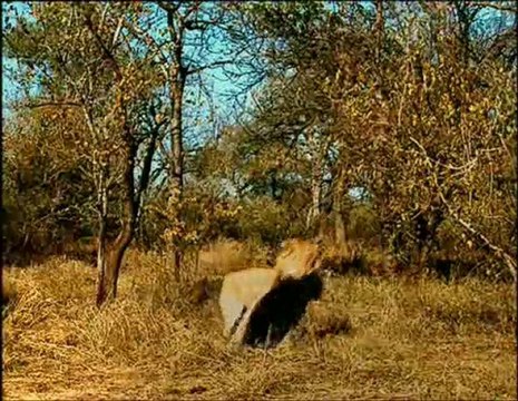 Marcher avec l'homme des cavernes part 3