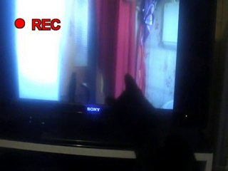 Un chat pas comme les autres