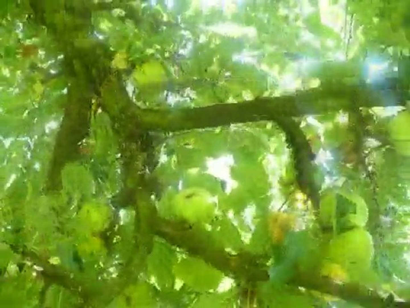 ⁣Jardin animé