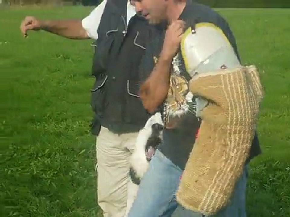 Benji lords of the white shepherd - entrainement RCI