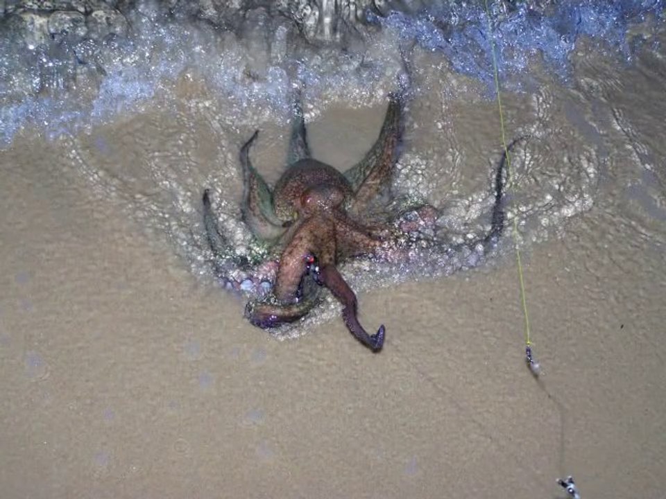 Surfcasting poulpe 2,2 kg