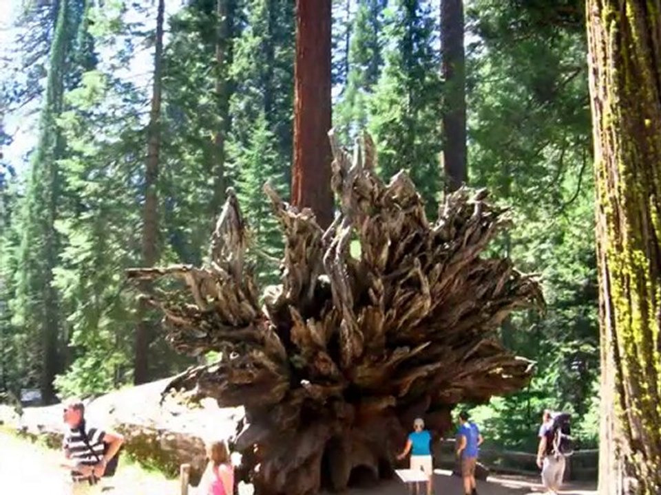 Arbre de Vie