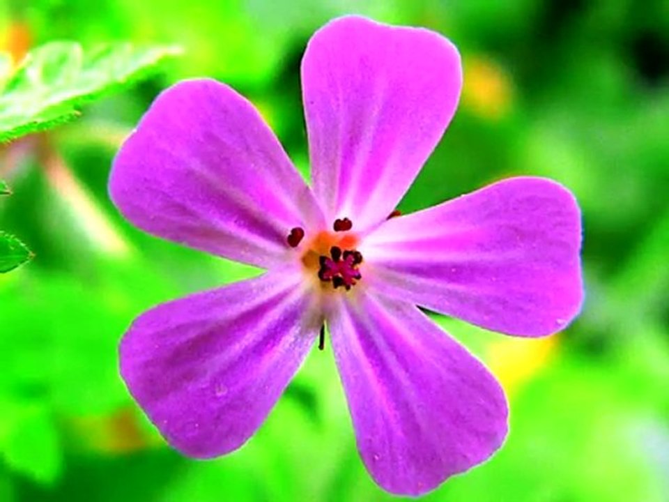 Online Photographs of Flowers [Online Photograph of Flower]