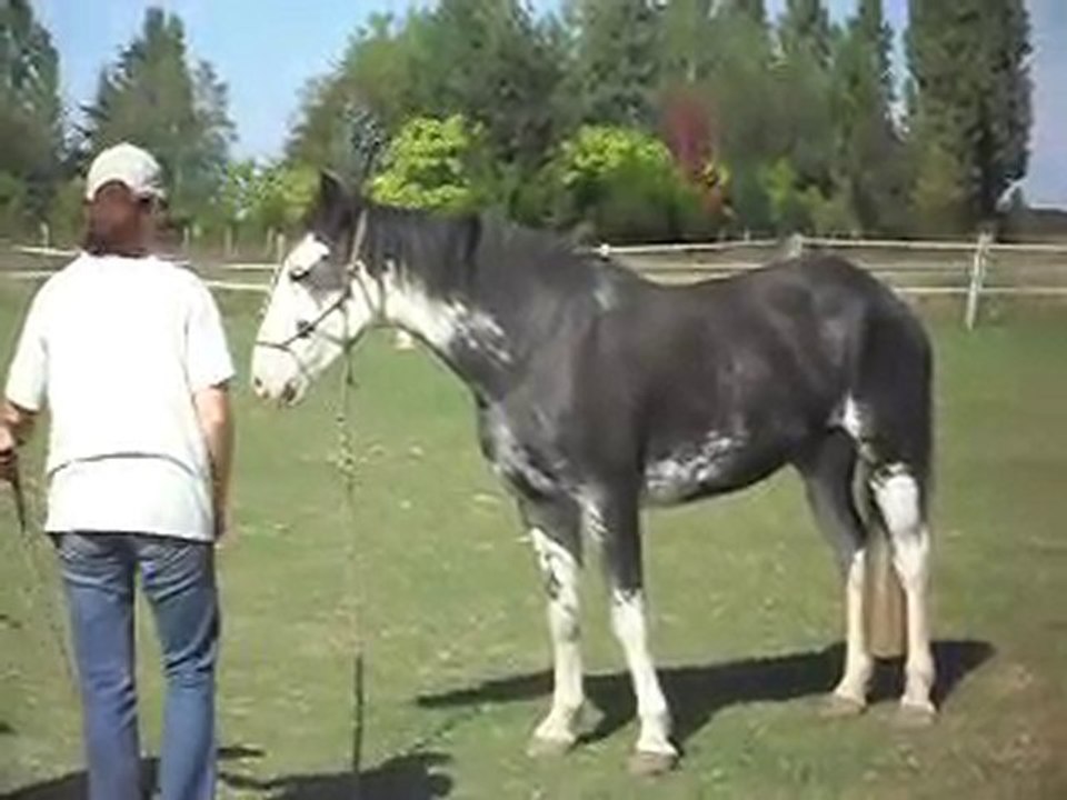 HASTA LUEGO Criollo Argentin avec Myriam et Céline SDC12893