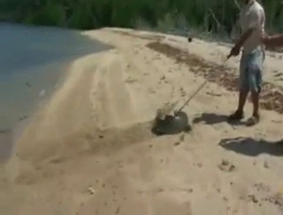 Poisson Chat Louisianne