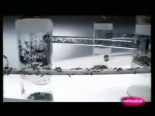 Hormigas: Sociedades organizadas